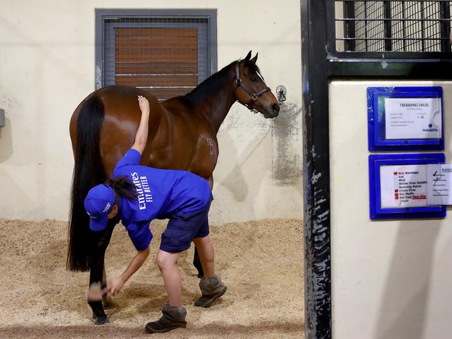A Godolphin thoroughbred is cared for at Osborne Park. Picture: File / Toby Zerna