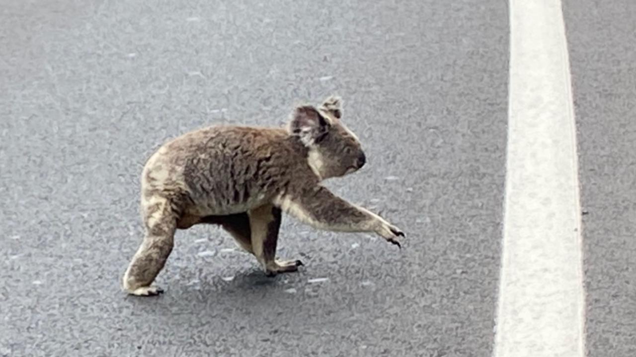 Koala photographed crossing busy Gold Coast Highway near Burleigh Heads