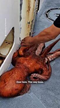 Fishermen accidentally catch monster octopus