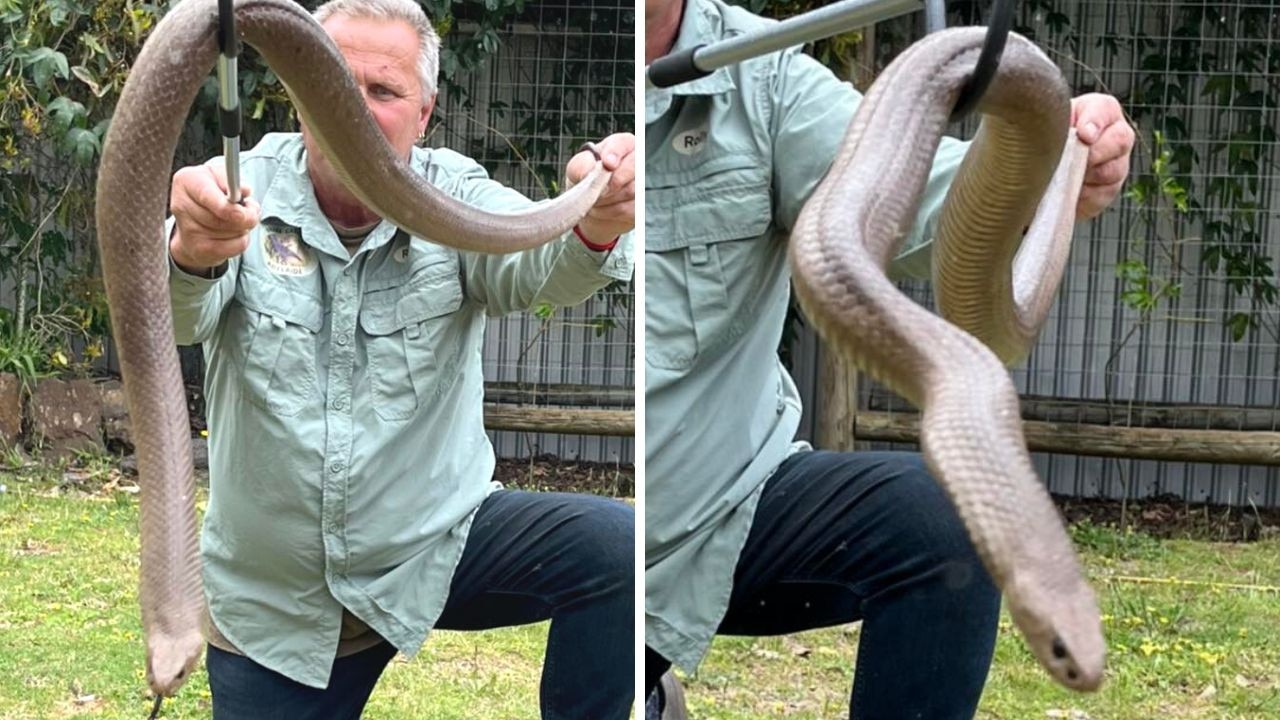 ‘S**t myself’: Brown snake terrifies wrangler
