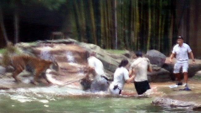 An Australia Zoo handler (left) swings a stick at the tiger as other staff move to get Mr Styles, now bleeding from the neck, away from the animal. Picture: Jake D'Olimpio