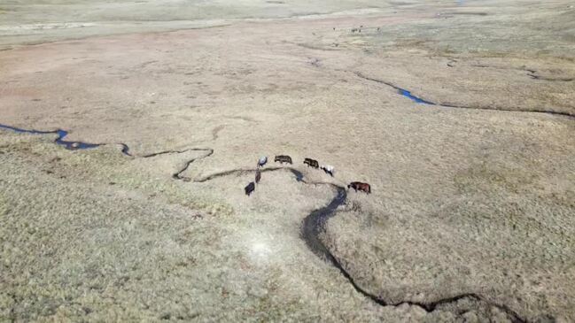 Wild horses in Kosciuszko National Park