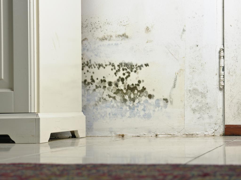 Mould can pose a serious health risk if left unchecked. Picture: iStock