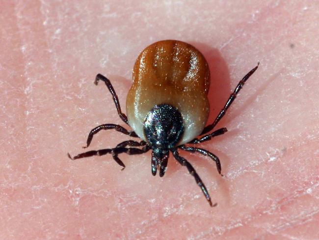 This tick, commonly found in Sweden can carry serious diseases such as meningocephalitis and Borrelia, Picture: Soren Froberg/AP