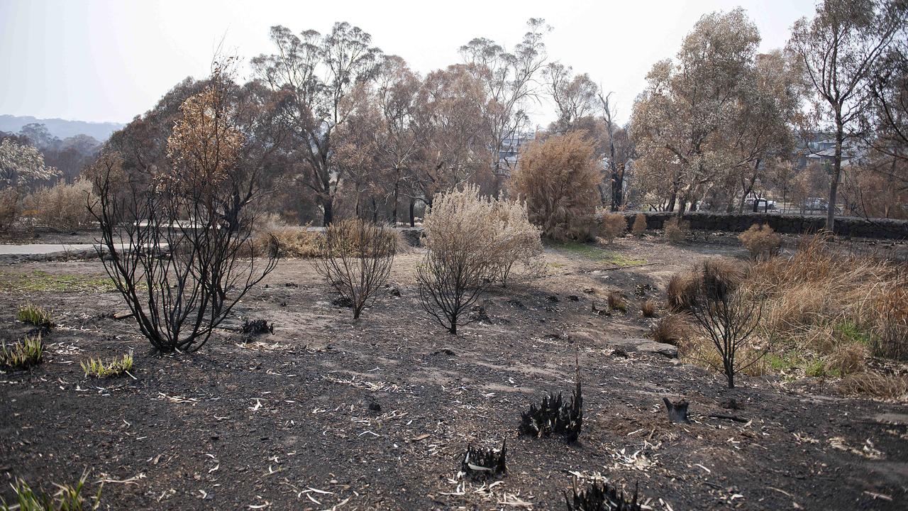 Burnt bushland at Plenty Gorge parklands. Picture: Ellen Smith