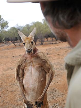 Roger the Roo, Chopper the Croc: Australia's famous native animals