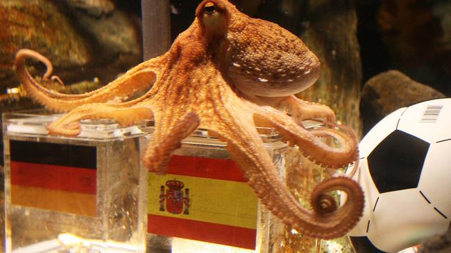 An octopus named Paul sits on a box with decorated with a Spanish flag and a shell inside on July 6, 2010 at the Sea Life aquarium in Oberhausen, western Germany. Paul's task is to decide in favour of one of the shells hidden in boxes with the flags of Germany (L) and Spain to act thus as oracle for the upcoming semi-final match of the FIFA Football World Cup between the two countries on July 7, 2010 in Durban, South Africa. Paul, who had predicted well the result of five matches earlier in the tournament, this time decided for Spain. AFP PHOTO/PATRIK STOLLARZ
