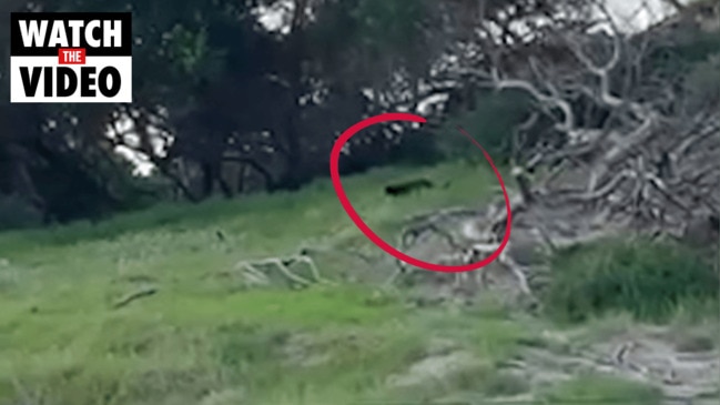 A big cat has been sighted in regional Victoria