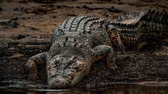 Hill MP Shane Knuth has reintroduced his crocodile management legislation. Picture: Crocodile_Beers