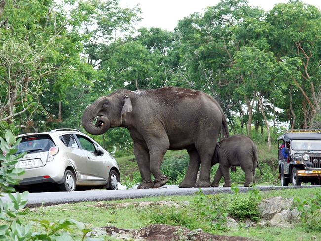 ***ONE TIME WEB USE ONLY*** ***PLEASE CONTACT NETWORK PIC DESK FOR PRINT USE*** Must Credit Caters/Picture Media PIC BY AUSTIN CHERUPUZHA / CATERS NEWS - (Pictured: Elephant eating the bag) A family got more than they bargained for when trying to grab a selfie with an elephant - after it reached into their car and stole a handbag. The cheeky pachyderm quickly devoured the contents - including debit cards and cash - leaving a heap of the tourists possessions on the floor in Bandipur National Park, India. Eye-witnesses said the elephant had first charged the tourists car after becoming rilled by the shutter sound, and was protecting her calf. The unique sequence of images were captured by wildlife photographer Austin Cherupuzha.