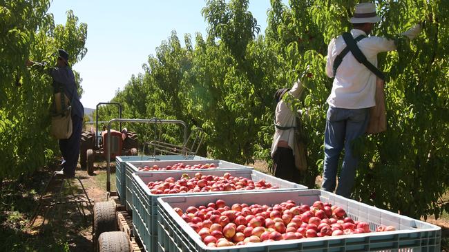 Workers pick white flesh nectarines near Swan Hill.