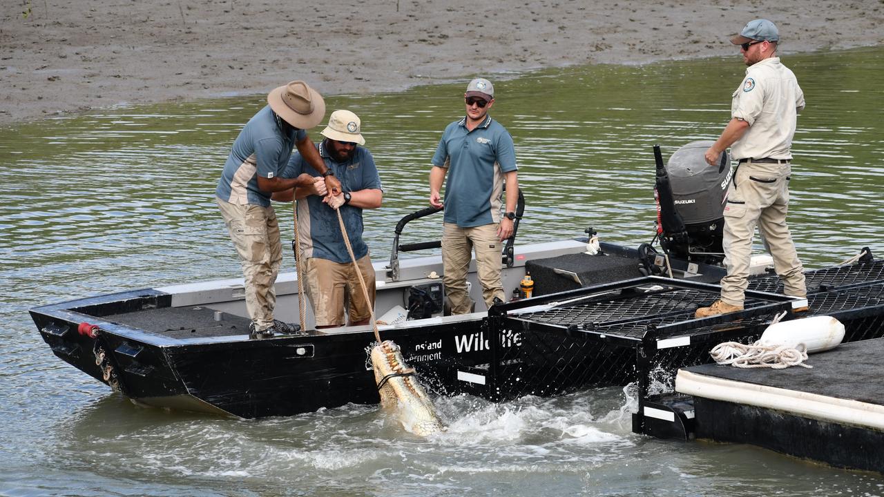 Department of Environment, Science and Innovation Wildlife Officers remove a saltwater crocodile, also known as an estuarine crocodile, measuring at least four metres in length at Port Hinchinbrook in Cardwell between Townsville and Cairns in North Queensland on Monday. The animal is believed to be responsible for an attack on a human and death of at least one pet dog. Picture: Cameron Bates