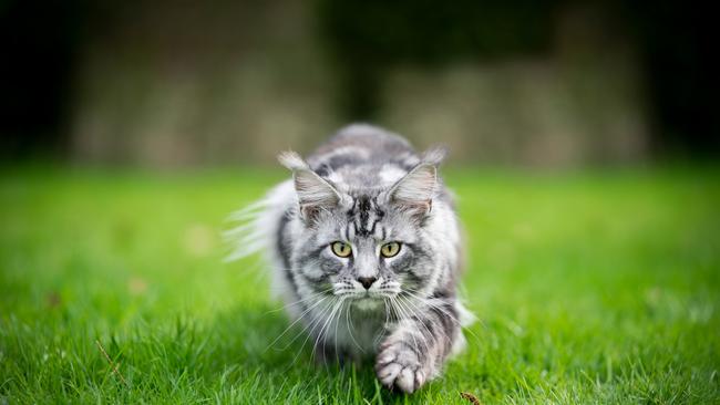 Cats will have to be kept inside in some councils. Picture: iStock