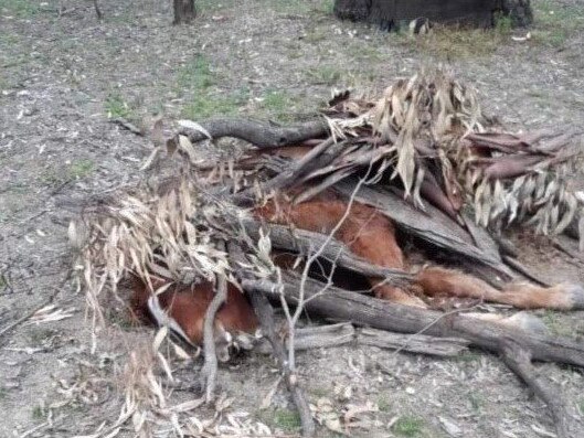 A wild horse found shot and partially covered in Barmah National Park. Photo: Barmah Brumby Preservation Group