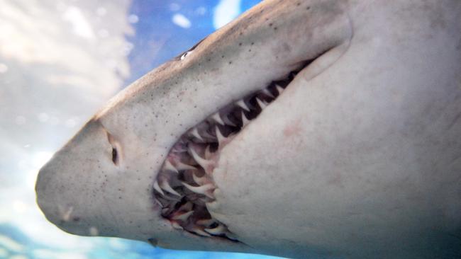 A mature Grey Nurse Shark at the now closed Manly Oceanworld in Sydney.