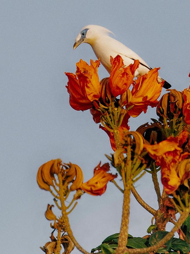 A blue-eyed Bali starling.