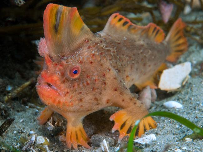 A red handfish. Picture: Antonia Cooper