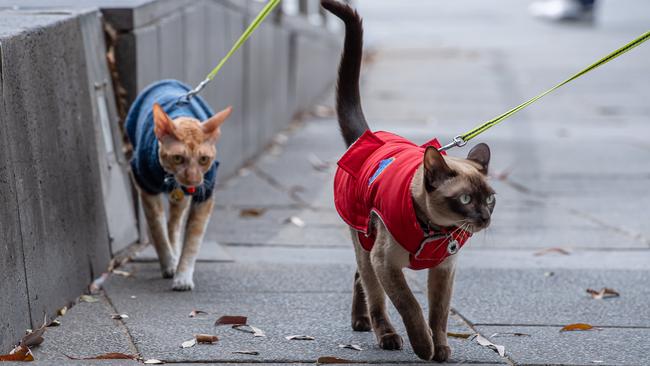 Cats will have to be kept on 2m leashes in public under new cat bylaws being proposed by Campbelltown Council.