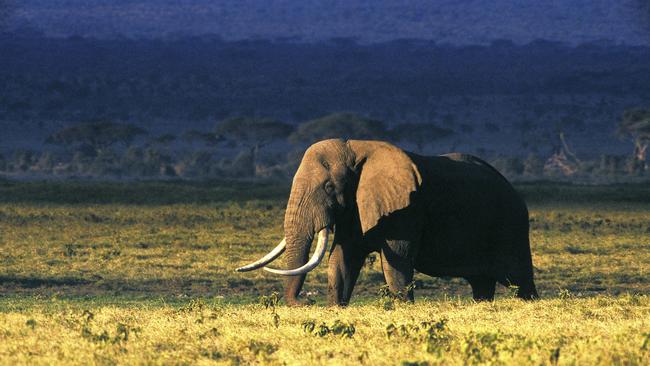 Elephants are among the myriad creatures to see at the Phinda reserve.