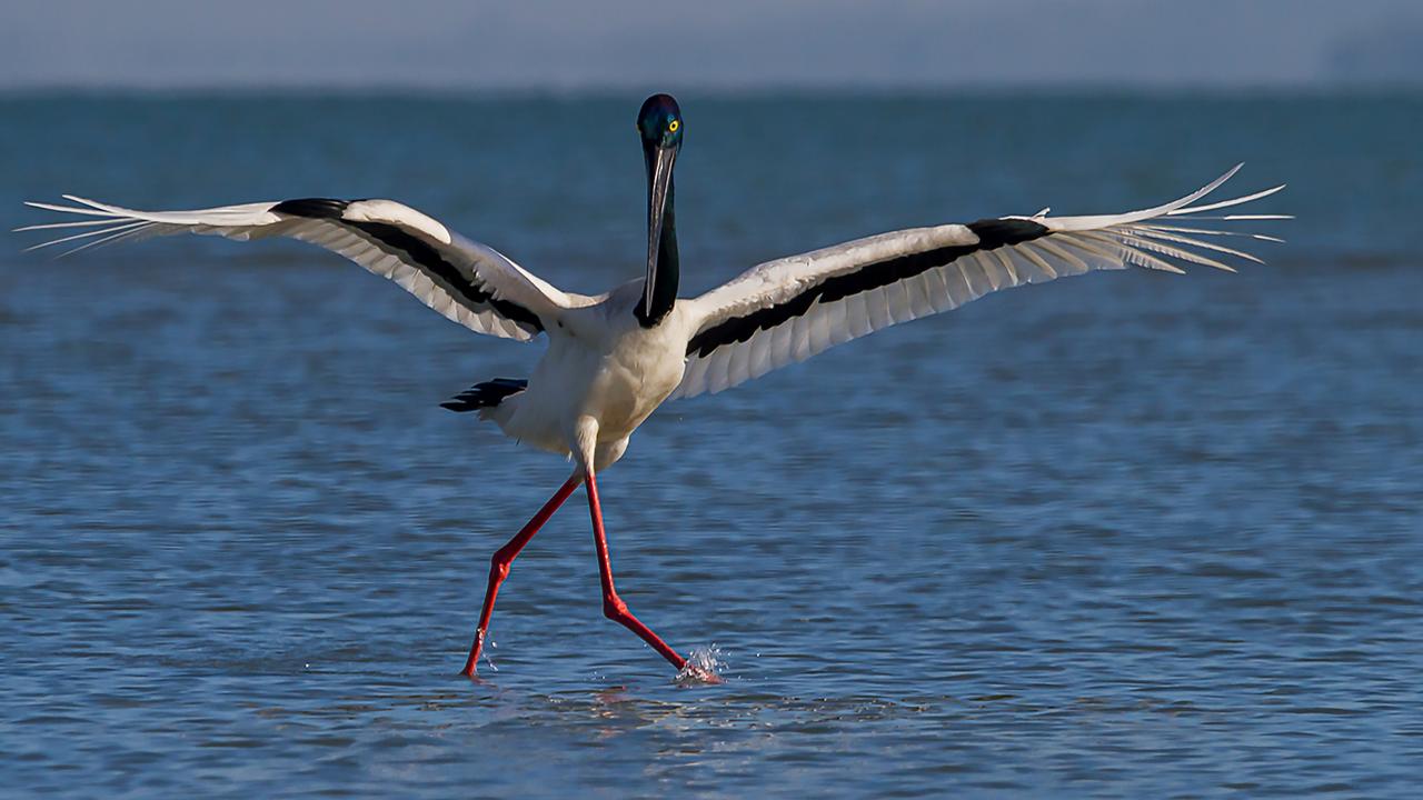 Outback in Focus photography competition finalist. Black-necked stork at Weipa, Cape York, photographed by Max Lane.