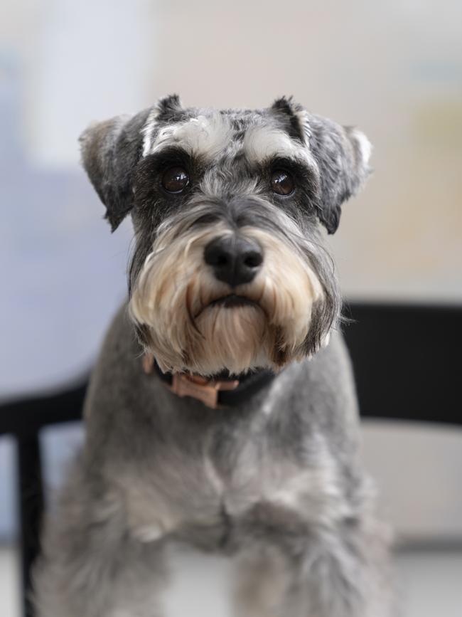 Otis, a miniature schnauzer, from Ambition social media agency. Picture: supplied