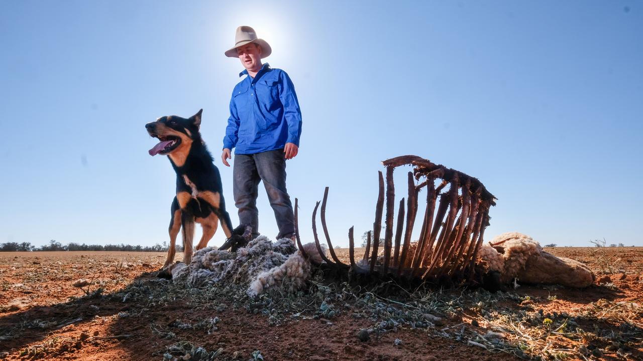 Will Mangan and his dog Charlie, with dead livestock on their property in Bambill, Victoria. “I’d like to take the farm over and keep it in the family name, but at the moment I can’t,” says Mr Mangan, “I’ll have to find another job, wherever that might be, because it’s not financially viable.” September, 2019. Picture: Alex Coppel