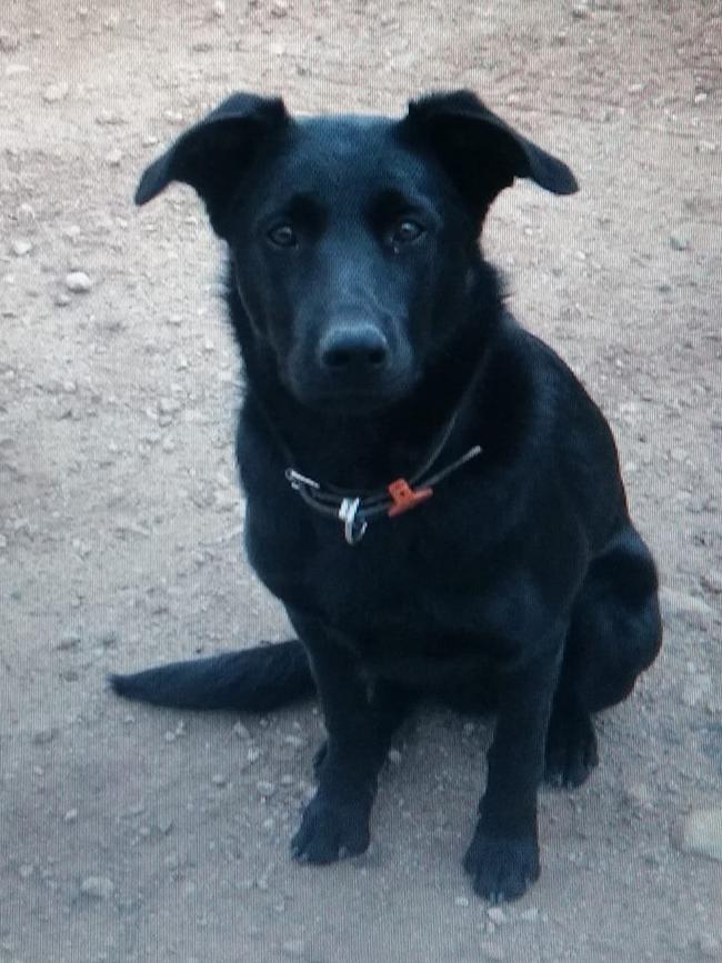 Luke Hynes’ faithful dog Jack died at the scene alongside his master. Picture: Facebook