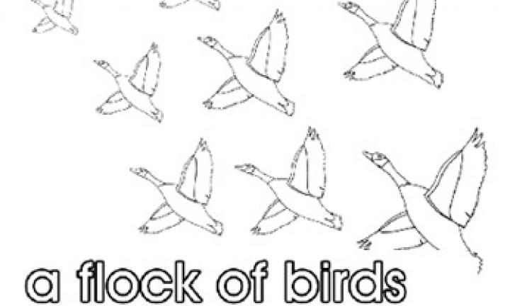 Collective Nouns A Flock Of Birds Kidspot