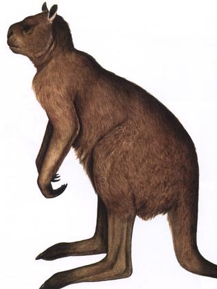 Dispute ... American experts claim the extinct giant kangaroo could not hop. Picture: Supplied