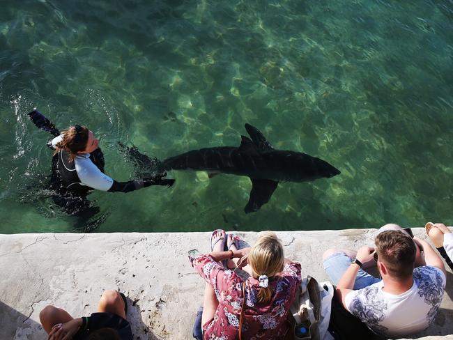 Crowds gathering to watch the shark doing laps of iconic Fairy Bower pool after it was rescued from the shore. Picture: Toby Zerna