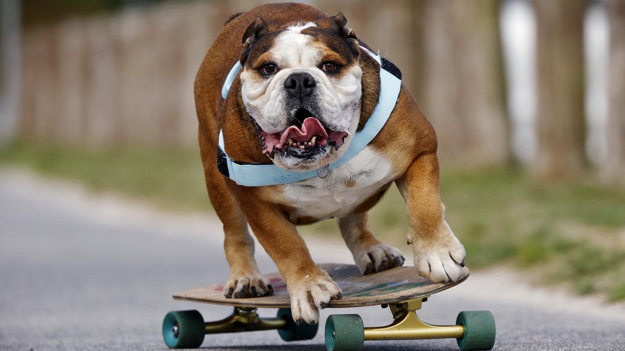 Dog teaches himself to skateboard