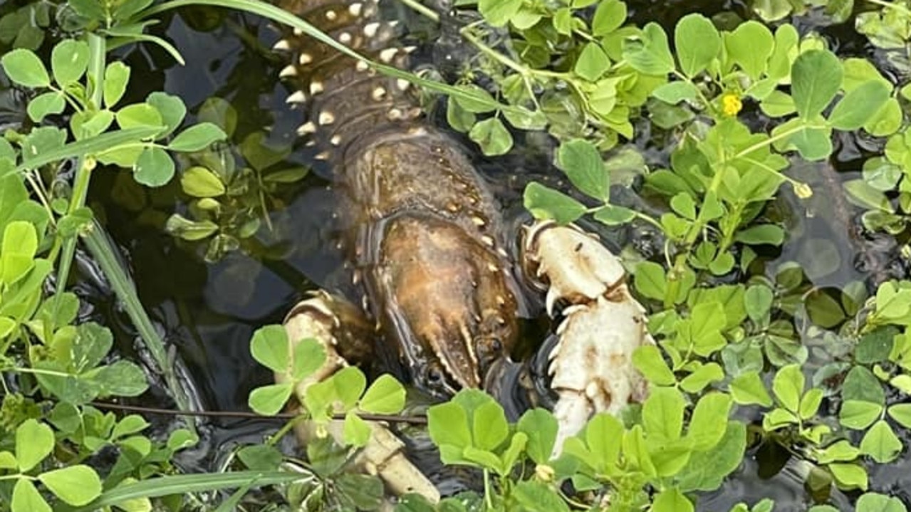 Crayfish in Swan Hill are surfacing to escape the blackwater. Picture: Facebook