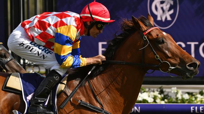 Manolo Blahniq was among a group of horses stranded in Melbourne after a flight delay on Tuesday. Picture: AAP