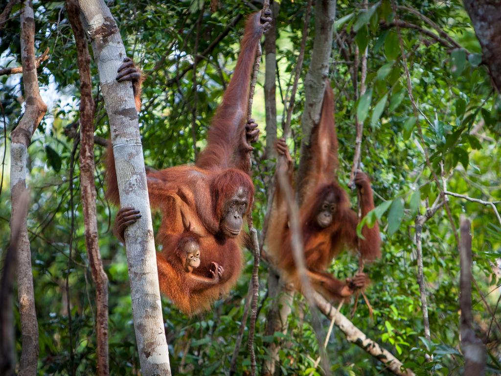 Orangutan Family, Borneo. Picture: Will Burrard Lucas/topwilldlifesites.com