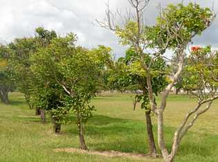 INVASIVE SPECIES: The African tulip tree should be eradicated from council parks says Arthur Cranston. Picture: Jann Houley