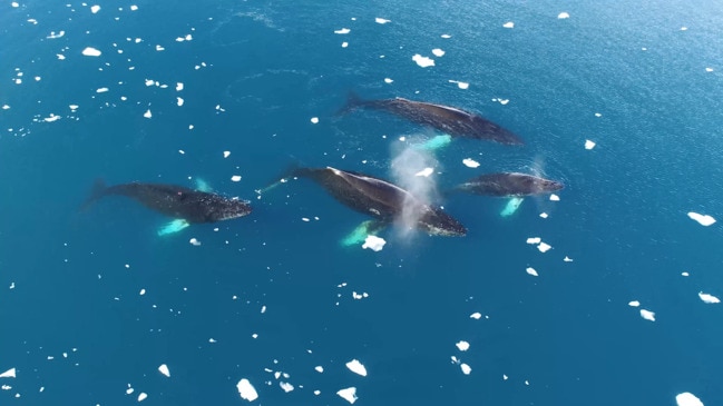 Humpback whales, Antarctica