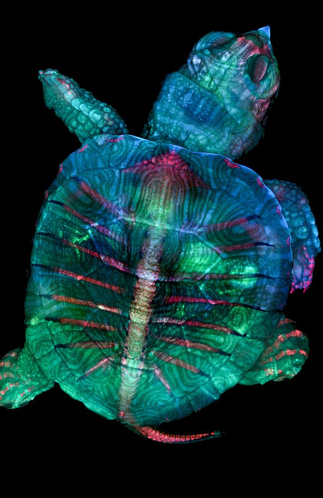 Nikon Small World 2019 1st Place - Fluorescent turtle embryo, Teresa Zgoda Teresa Kugler, Campbell Hall, New York, USA