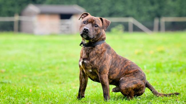 A Northern Territory man has been ordered to pay nearly $20,000 after his American Staffordshire terriers savagely mauled two cavoodles in Brighton. Picture: generic image