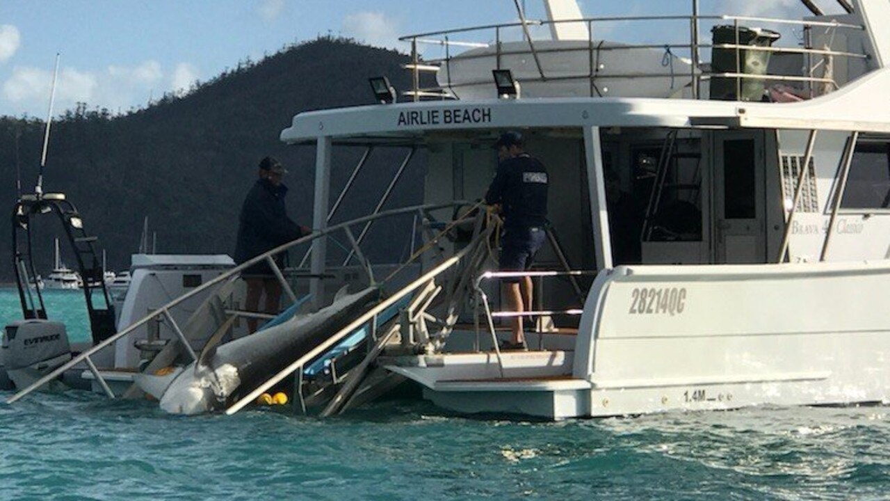 A tiger shark is retrieved from Cid Harbour after being caught in the drumlines following two attacks in late 2018.