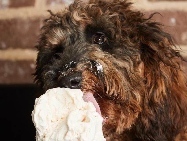 Samson, 9 month old Labradoodle eating dog and human friendly gelato at Gelatissimo in Glenelg, Monday, May 6, 2019. Picture: MATT LOXTON