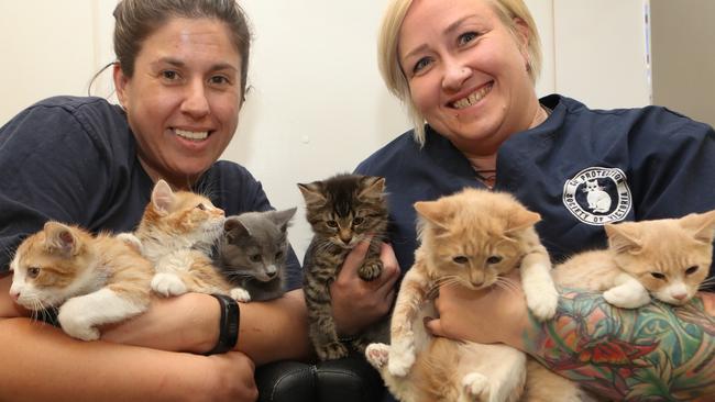 Cat Protection Society flooded with felines as charity awaits bigger  premises | Herald Sun