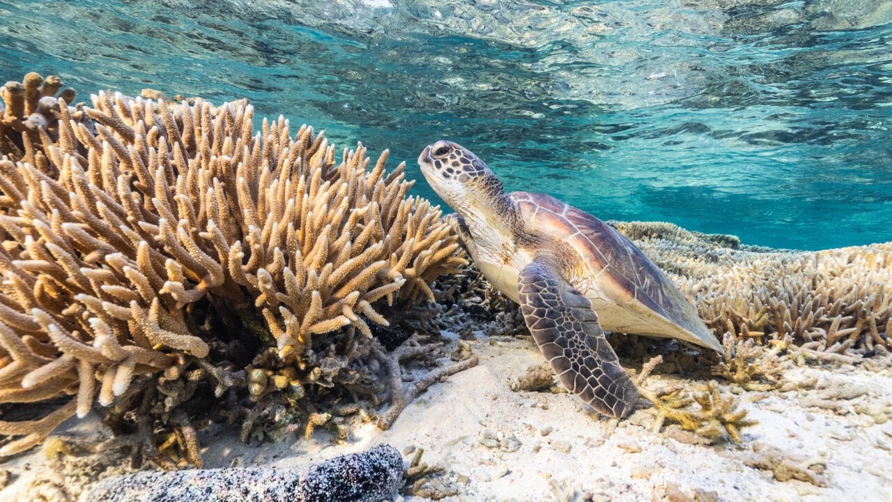 Great Barrier Reef pledge targets crucial swing seats