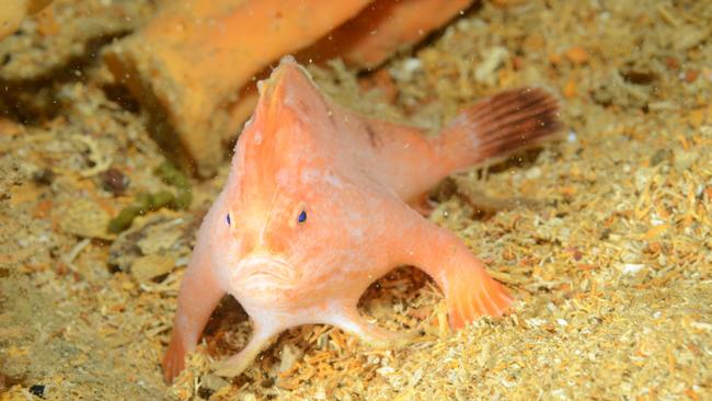 A pink handfish at the site of the SS Tasman shipwreck near Fortescue Bay on the Tasman Peninsula.