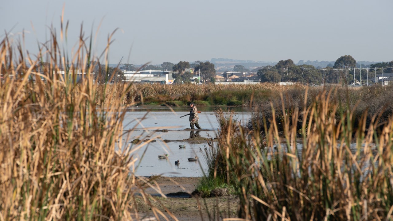 Parliamentary inquiry banning of recreational duck hunting