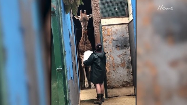 Adelaide Zoo gets Kimya ready for the move