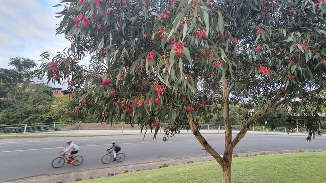 Beautiful: a yellow gum. Picture: Remember the Wild and Eucalypt Australia