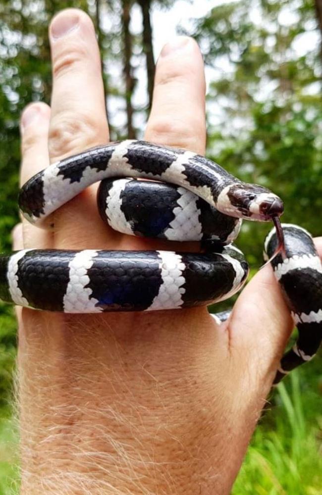 Bandy Bandys. This a stunning snake with their black and white stripes. They are mildly venomous but reluctant to bite. Picture: Stuart McKenzie