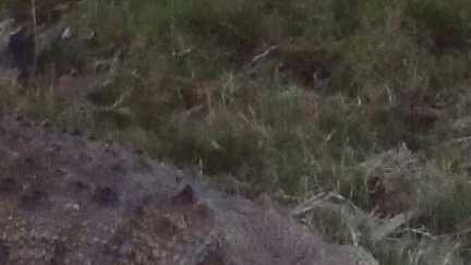 Rangers used a harpoon to catch this 3.8m croc in the Mary River overnight. Picture: Boni Holmes