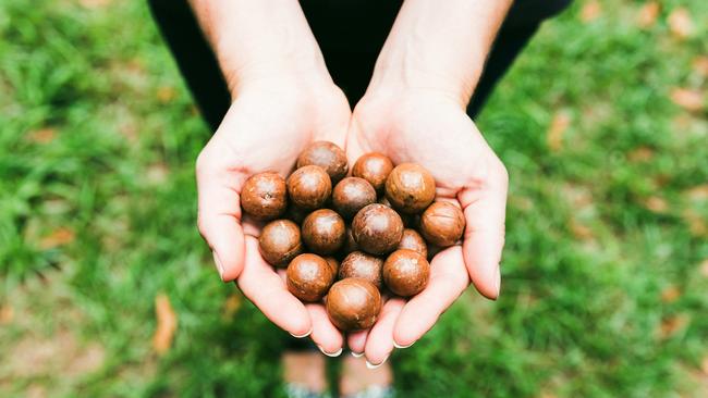 Macadamias, the quintessential Aussie nut, look like this before they’re cracked.