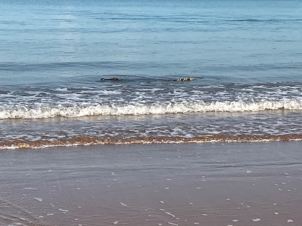 A 1.5m crocodile spotted lurking at Mindil Beach on Sunday. Picture: Nicole Wallace